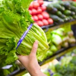 Person holding fresh lettuce