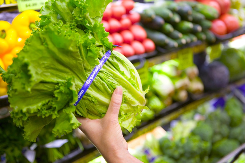 Person holding fresh lettuce