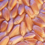 It might be feed, but it’s not necessarily feed wheat