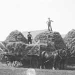Members of the Black family are seen here stacking sheaves on one of the Black family farms. There are several buildings close to the stacks which may be granaries indicating the Blacks are intending to set up the thresher so that grain can be dropped directly into the granaries from the thresher’s elevator. Usually farmers in this era were very aware of fire and would not place stacks in close proximity to buildings without a very good reason. And threshing directly into a granary was a common reason. One can also see the problems posed by wooden-wheeled wagon chassis, the wagon deck had to be high to clear the wheels and the pitcher had to pitch the sheaves that much higher. By the end of the day the pitcher would be feeling this!