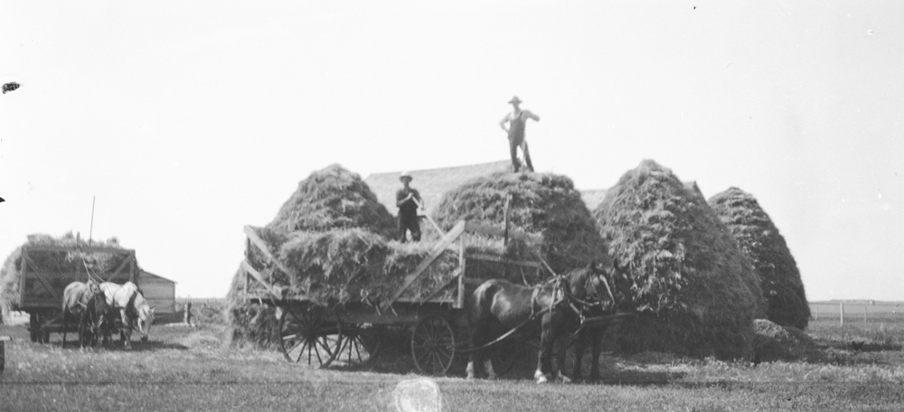 Members of the Black family are seen here stacking sheaves on one of the Black family farms. There are several buildings close to the stacks which may be granaries indicating the Blacks are intending to set up the thresher so that grain can be dropped directly into the granaries from the thresher’s elevator. Usually farmers in this era were very aware of fire and would not place stacks in close proximity to buildings without a very good reason. And threshing directly into a granary was a common reason. One can also see the problems posed by wooden-wheeled wagon chassis, the wagon deck had to be high to clear the wheels and the pitcher had to pitch the sheaves that much higher. By the end of the day the pitcher would be feeling this!