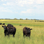 Manitoba has 23 community pastures that cover 400,000 acres, 80 per cent of which sit on provincial Crown land.