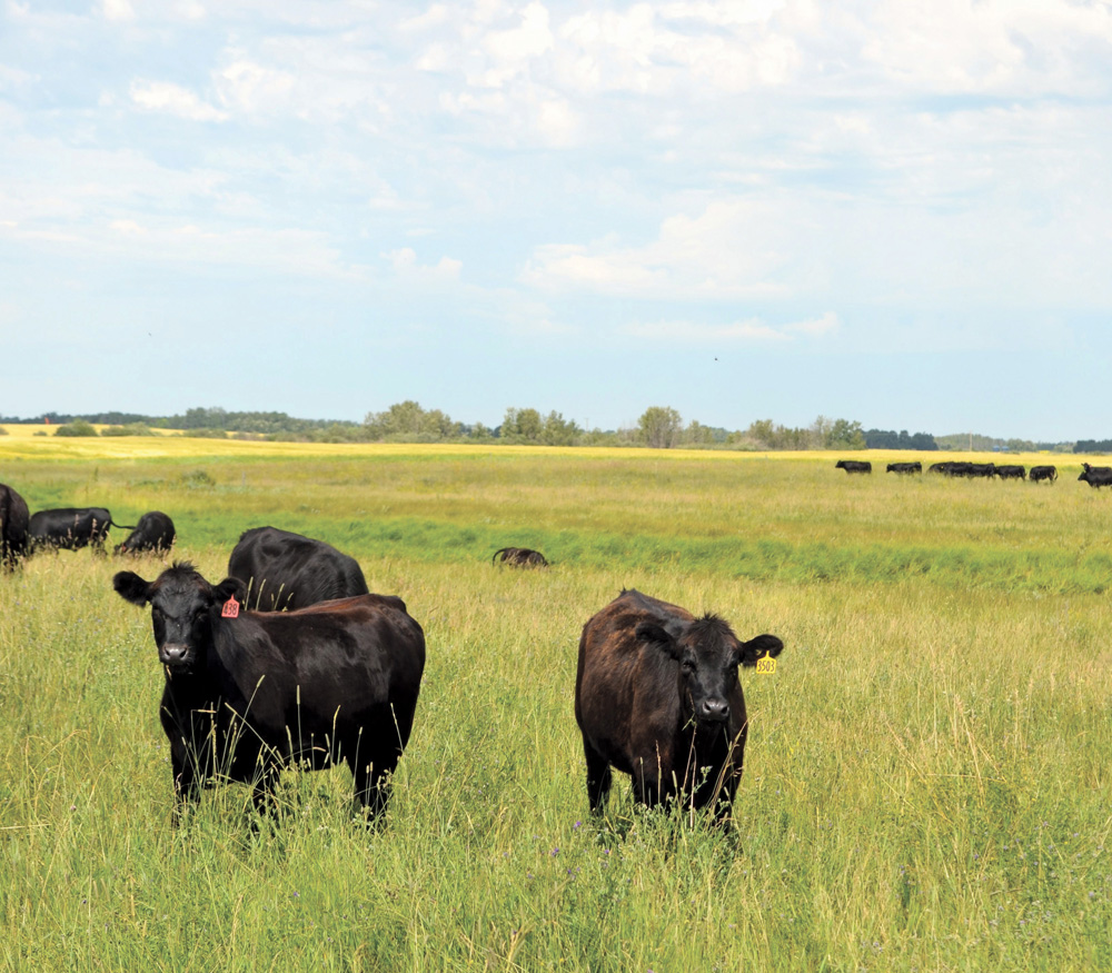 Manitoba has 23 community pastures that cover 400,000 acres, 80 per cent of which sit on provincial Crown land.