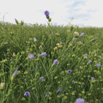 A flax field west of Pathlow, Sask. in August. The Saskatchewan government is tightening its rules on who can and can’t own more than 10 acres of the province’s farmland.