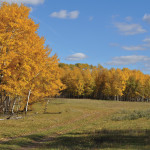 A colourful walk in a pasture.