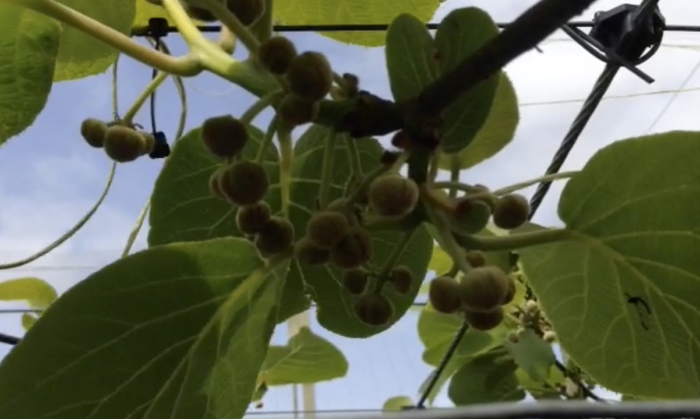 VIDEO: Diverse lessons from New Zealand farms