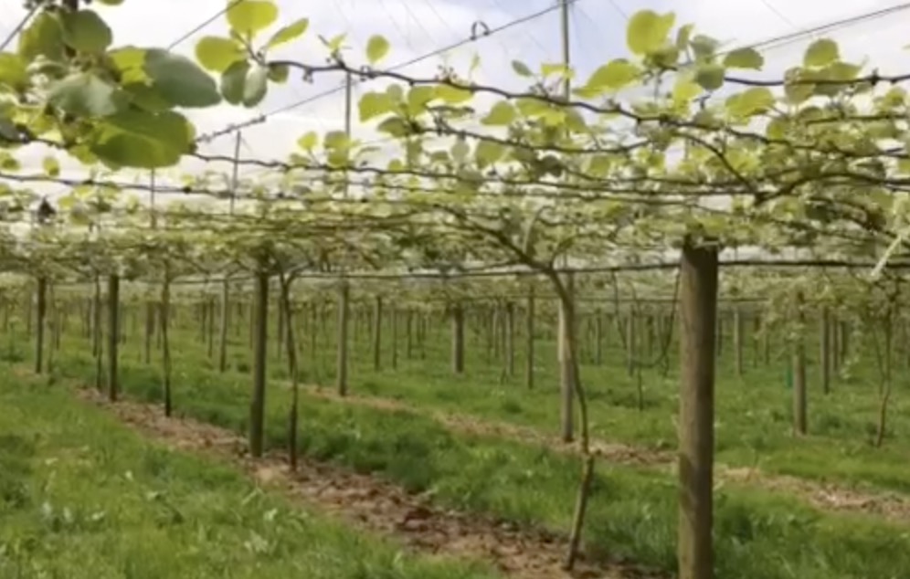 VIDEO: It’s a bird, it’s a person … No! It’s a fruit