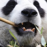 Hao Hao eats bamboo at the Pairi Daiza wildlife park in Brugelette, Belgium.
