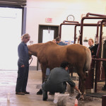 Vet students at the University of Calgary assess a horse for lameness.
