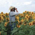 As usual, growers have had to  keep a close eye out for blackbirds.