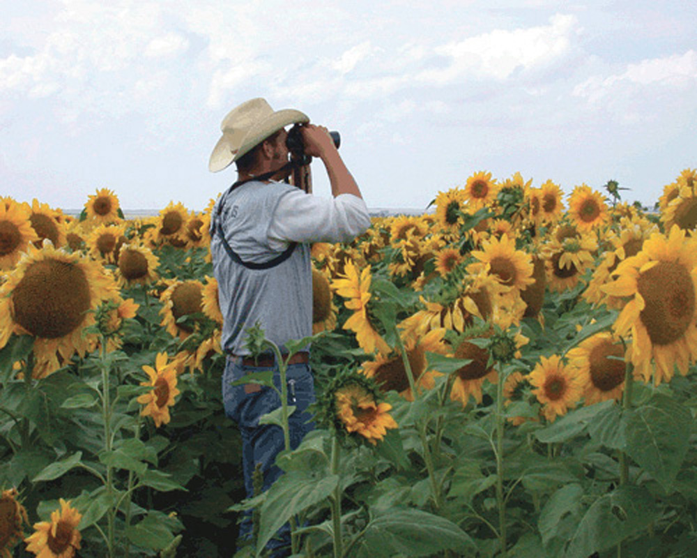 As usual, growers have had to  keep a close eye out for blackbirds.