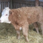 Beef 911: Watch for newer respiratory pathogens