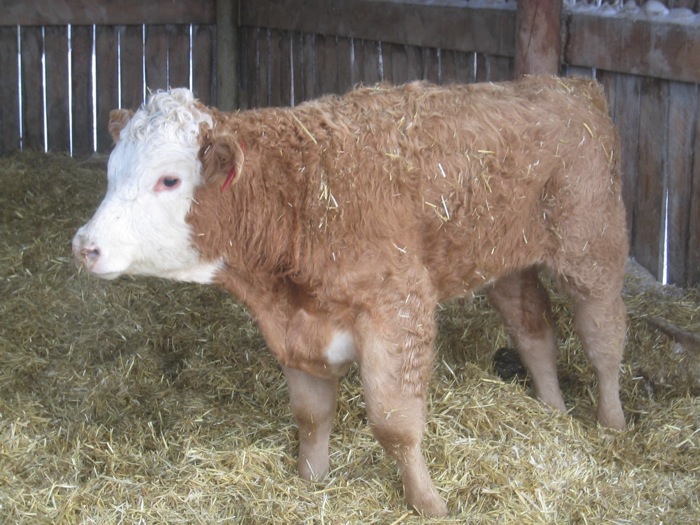 Beef 911: Watch for newer respiratory pathogens