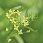 Camelina is a low-input oilseed that grows well in cool conditions and is capable of withstanding drought.