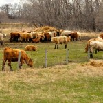 Livestock price insurance payouts triggered for some farmers