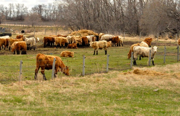 Livestock price insurance payouts triggered for some farmers