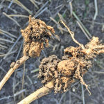 Two fields with high-enough levels of clubroot to produce yield-robbing galls on canola roots have been found in the Swan River area by agronomist Ryan Immerkar.