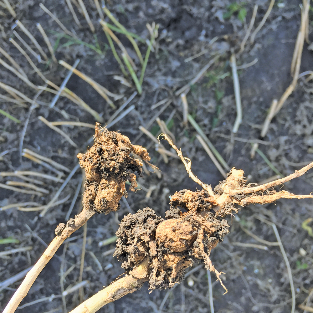 Two fields with high-enough levels of clubroot to produce yield-robbing galls on canola roots have been found in the Swan River area by agronomist Ryan Immerkar.