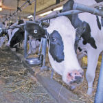 TPP deal opens Canadian dairy market more than first reported