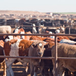 Preconditioned calves pay big dividends after decades