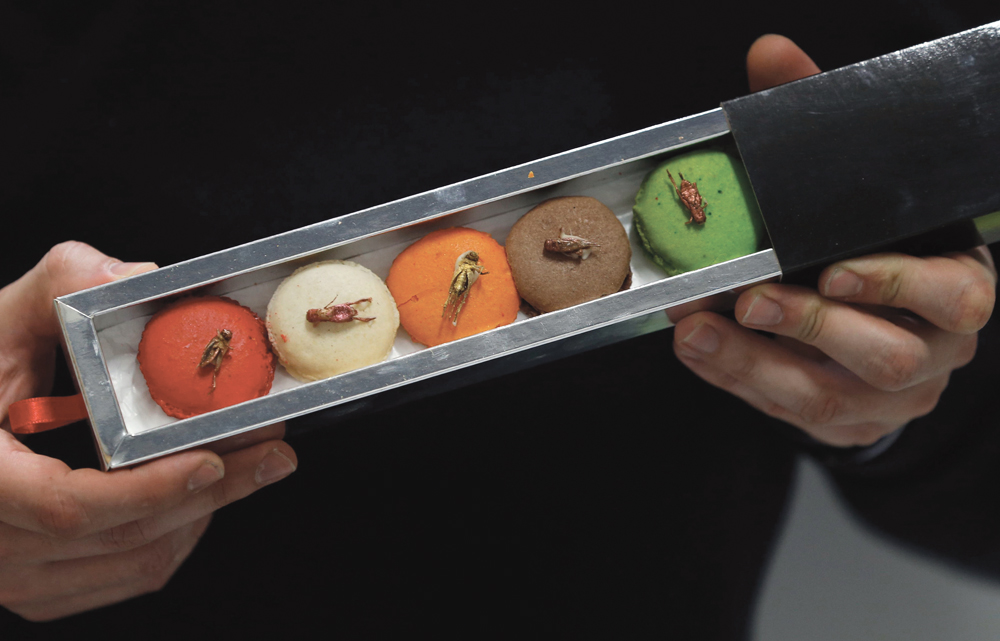 A pack of macaroons containing dehydrated insects at the Micronutris plant in Saint Orens de Gameville in southwestern France in February 2014. The company processed insects live, dehydrated or in a flour-like powder for use in pastries.