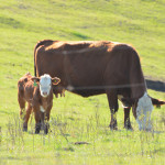Older, larger calves that have been preconditioned and have received
pre-weaning vaccinations will have a better chance of staying healthy
in the feedlot.