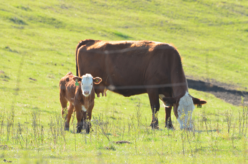 Older, larger calves that have been preconditioned and have received  pre-weaning vaccinations will have a better chance of staying healthy in the feedlot.