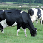 Federal government reviews TPP compensation to dairy sector