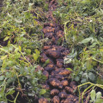 Manitoba potato growers harvested a record crop this year, says Dan Sawatzky, manager of the Keystone Potato Growers Association Inc., which represents processing potato growers.