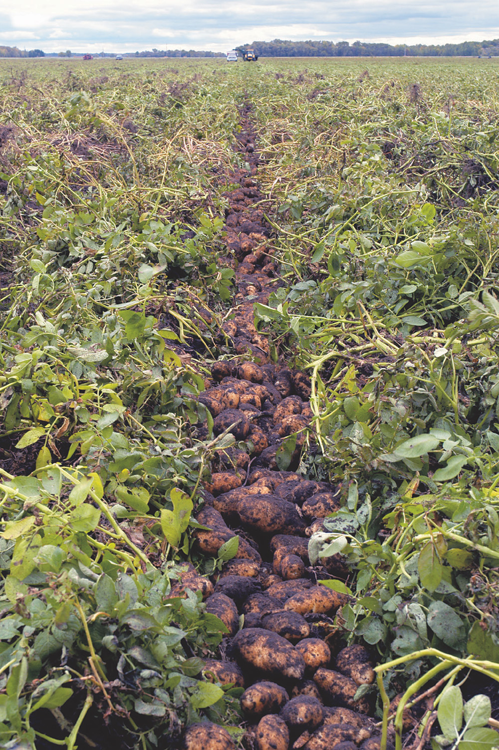 Manitoba potato growers harvested a record crop this year, says Dan Sawatzky, manager of the Keystone Potato Growers Association Inc., which represents processing potato growers.