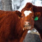 cattle eating hay