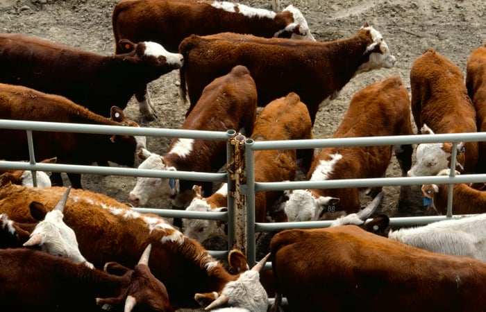 Cows crowded in pen, Alberta, Canada