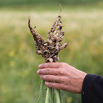 A new multigenic clubroot-resistant variety will be a boon for some canola growers,
but it’s not ‘a saviour,’ says agronomist Dan Orchard.
