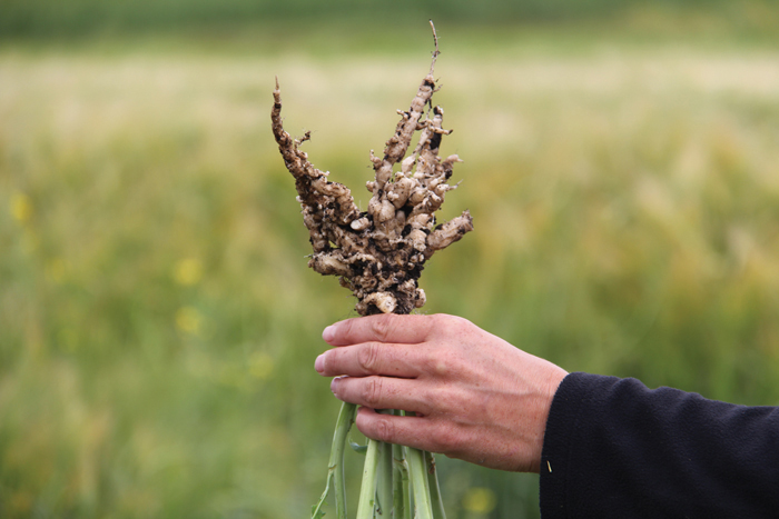 A new multigenic clubroot-resistant variety will be a boon for some canola growers,  but it’s not ‘a saviour,’ says agronomist Dan Orchard.