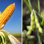 Crops such as corn and soybeans have been steadily heading north as weather conditions become more favourable.