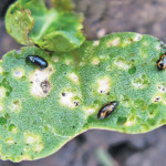 Flea beetles in canola and cutworms in several crops were the main insect problems in Manitoba in 2015, but overall it wasn’t a terrible insect year for Manitoba farmers, says MAFRD entomologist John Gavloski.