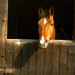 Horse leaning head out of stable