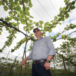  Kiwifruit grower Mark Gardiner at his orchard near Hamilton, New Zealand.