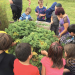 Alonsa Community School students have been finding out what a super food kale is and learning different ways we can eat it.