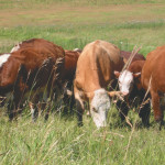 Animal industry efficiency and environmental sustainability are improving.