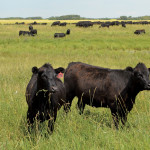 In the 10 months since Canada’s 19th case of BSE was confirmed in Alberta, nearly 750 other cattle have had to be traced from the animal’s “birth cohort.”