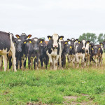 Social licence requires animal welfare