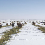 A shrunken herd has buoyed prices, but isn’t good for the long-term future of the cattle sector.