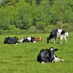 “Research in the dairy industry shows that cows eat more forage that is higher in sugar content. Researchers are also seeing a corresponding increase in milk production, up to eight per cent,” said Bill Houston, senior range and forage biologist with AAFC.