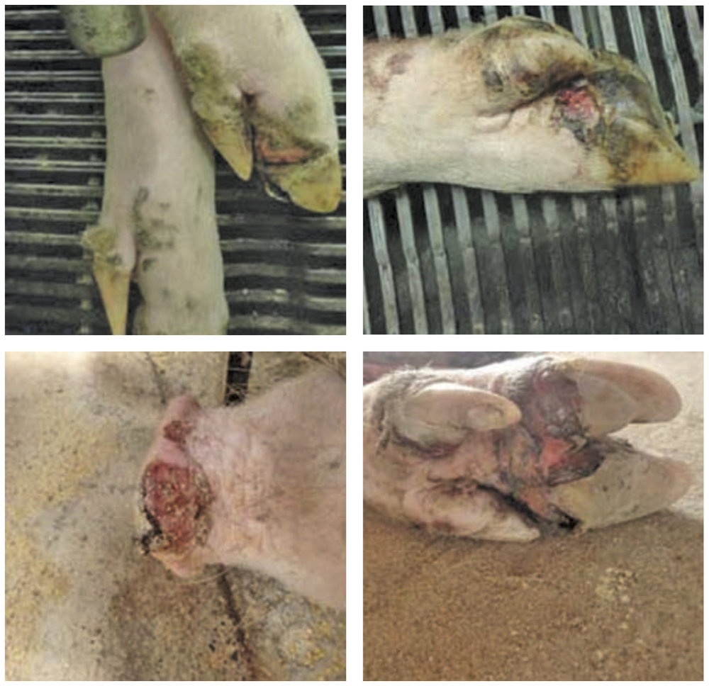Pig producers warned to be on the lookout for virus