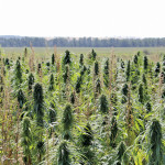 Archaic regulations threaten Canada’s hemp industry