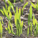 Wheat crops respond well to better management.