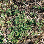 Across the Prairies, kochia is resistant to
Group 2 and Group 9 (glyphosate) herbicides, and in North Dakota and Montana it’s also resistant to
Groups 4 and 5.