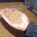 How should farmers collect money for cereal varietal development — checkoffs, end point royalties or both?