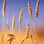 A new report lays out options for how farmers can play a role in cereal varietal development.